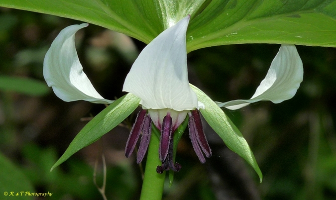{Trillium rugelii}